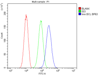 BCL6 Rabbit Polyclonal Antibody