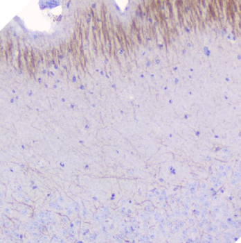 Myelin oligodendrocyte glycoprotein/MOG Rabbit Polyclonal Antibody