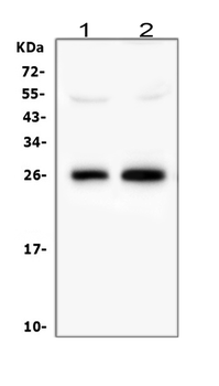 Myelin oligodendrocyte glycoprotein/MOG Rabbit Polyclonal Antibody