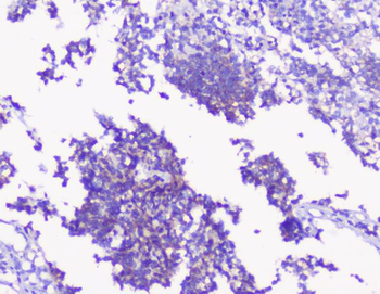 PKC gamma/PRKCG Rabbit Polyclonal Antibody