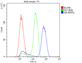 SRI Rabbit Polyclonal Antibody