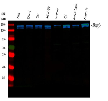 BAT3/BAG6 Rabbit Polyclonal Antibody