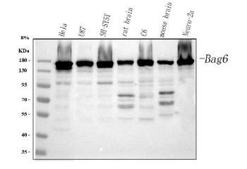 BAT3/BAG6 Rabbit Polyclonal Antibody
