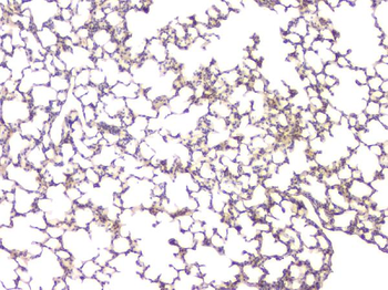 BMP15 Rabbit Polyclonal Antibody