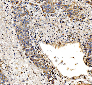 IL34 Rabbit Polyclonal Antibody