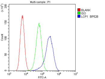 Plastin L/LCP1 Rabbit Polyclonal Antibody