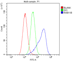 RAB11B Rabbit Polyclonal Antibody