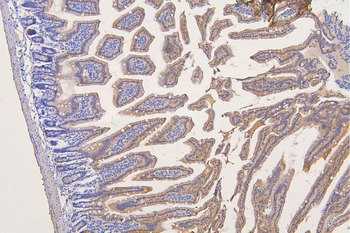 SFRP1 Rabbit Polyclonal Antibody