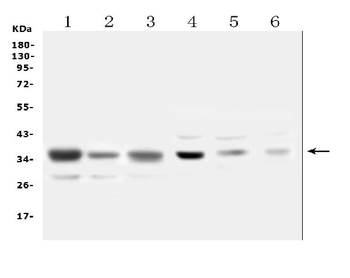 SFRP1 Rabbit Polyclonal Antibody
