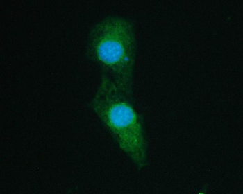SHP2/PTPN11 Mouse Monoclonal Antibody