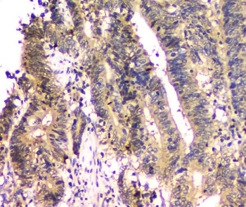SHP2/PTPN11 Mouse Monoclonal Antibody
