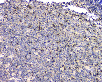 SHP2/PTPN11 Mouse Monoclonal Antibody