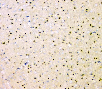 SHP2/PTPN11 Mouse Monoclonal Antibody
