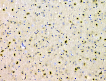SHP2/PTPN11 Mouse Monoclonal Antibody