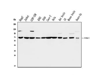 SHP2/PTPN11 Mouse Monoclonal Antibody