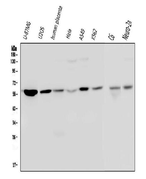 Optineurin/OPTN Mouse Monoclonal Antibody