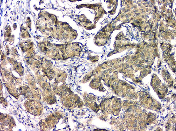 EIF6 Mouse Monoclonal Antibody