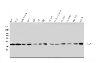 ARA9/AIP Mouse Monoclonal Antibody