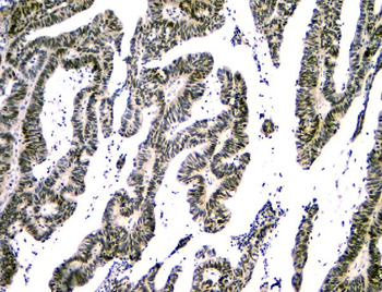 NFIA Mouse Monoclonal Antibody