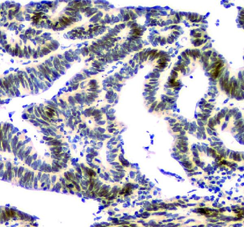 NFIA Mouse Monoclonal Antibody