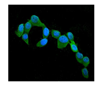 Cystatin C/CST3 Mouse Monoclonal Antibody