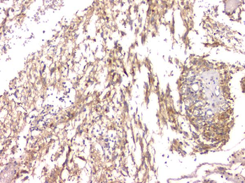 Cystatin C/CST3 Mouse Monoclonal Antibody