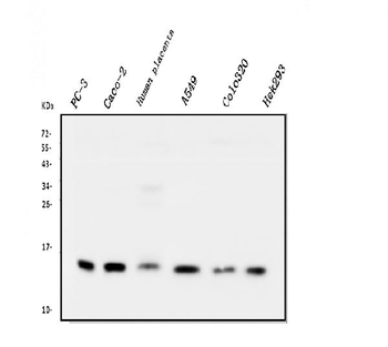 Cystatin C/CST3 Mouse Monoclonal Antibody