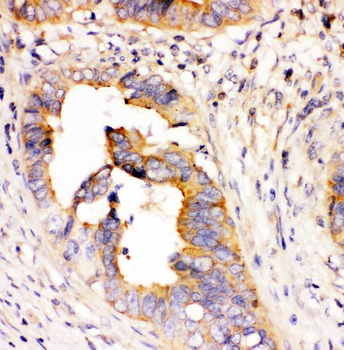 DHFR Mouse Monoclonal Antibody