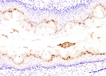 DHFR Mouse Monoclonal Antibody
