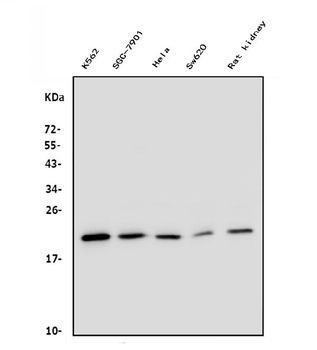 DHFR Mouse Monoclonal Antibody
