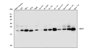 GPX1 Mouse Monoclonal Antibody