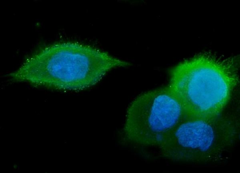 GM130 GOLGA2 Mouse Monoclonal Antibody