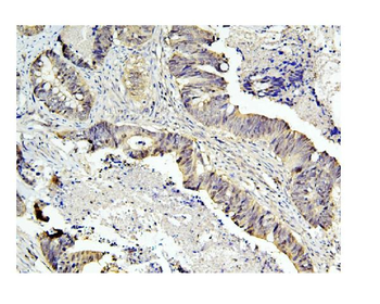 Caspase-3 Mouse Monoclonal Antibody