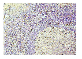 Caspase-3 Mouse Monoclonal Antibody