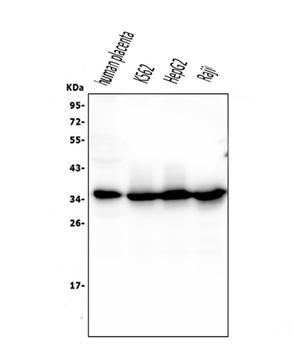 Caspase-3 Mouse Monoclonal Antibody