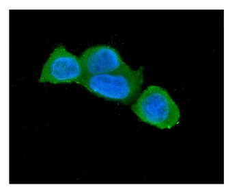 Caspase-3 Mouse Monoclonal Antibody
