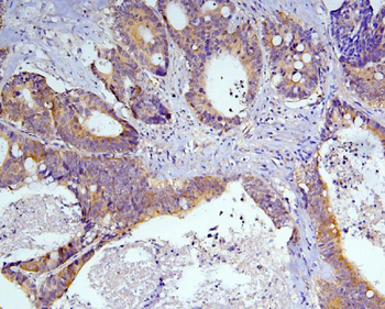 Caspase-3 Mouse Monoclonal Antibody