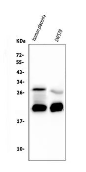 Caspase-3 Mouse Monoclonal Antibody