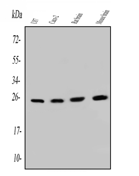 SNRPN Mouse Monoclonal Antibody