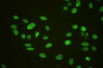 HAUSP/USP7 Mouse Monoclonal Antibody