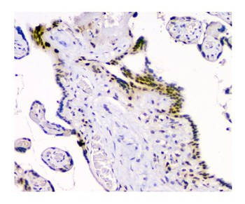 HAUSP/USP7 Mouse Monoclonal Antibody