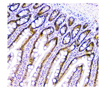 HAUSP/USP7 Mouse Monoclonal Antibody