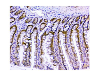 HAUSP/USP7 Mouse Monoclonal Antibody