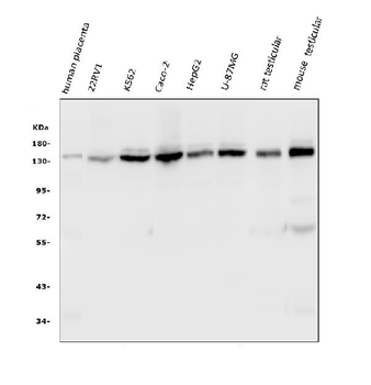 HAUSP/USP7 Mouse Monoclonal Antibody