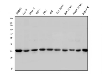 STUB1 Mouse Monoclonal Antibody