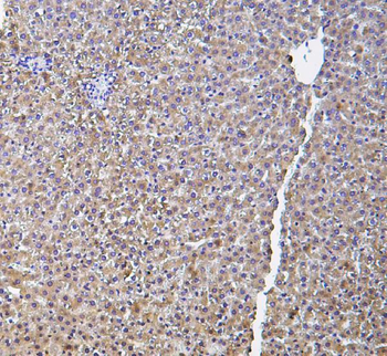 Haptoglobin/HP Rabbit Polyclonal Antibody