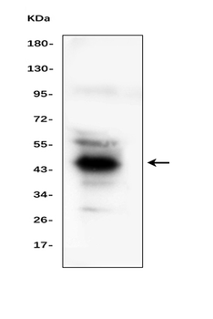 Haptoglobin/HP Rabbit Polyclonal Antibody