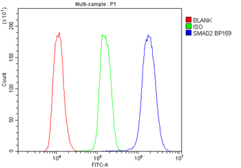 SMAD2 Rabbit Polyclonal Antibody