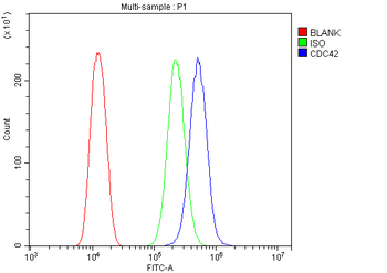 CDC42 Rabbit Polyclonal Antibody