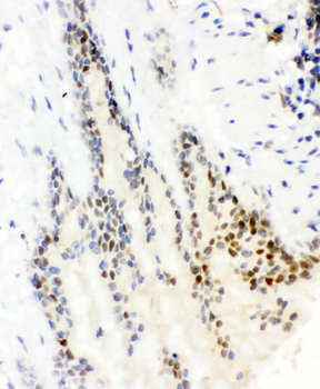 SOX9 Rabbit Polyclonal Antibody